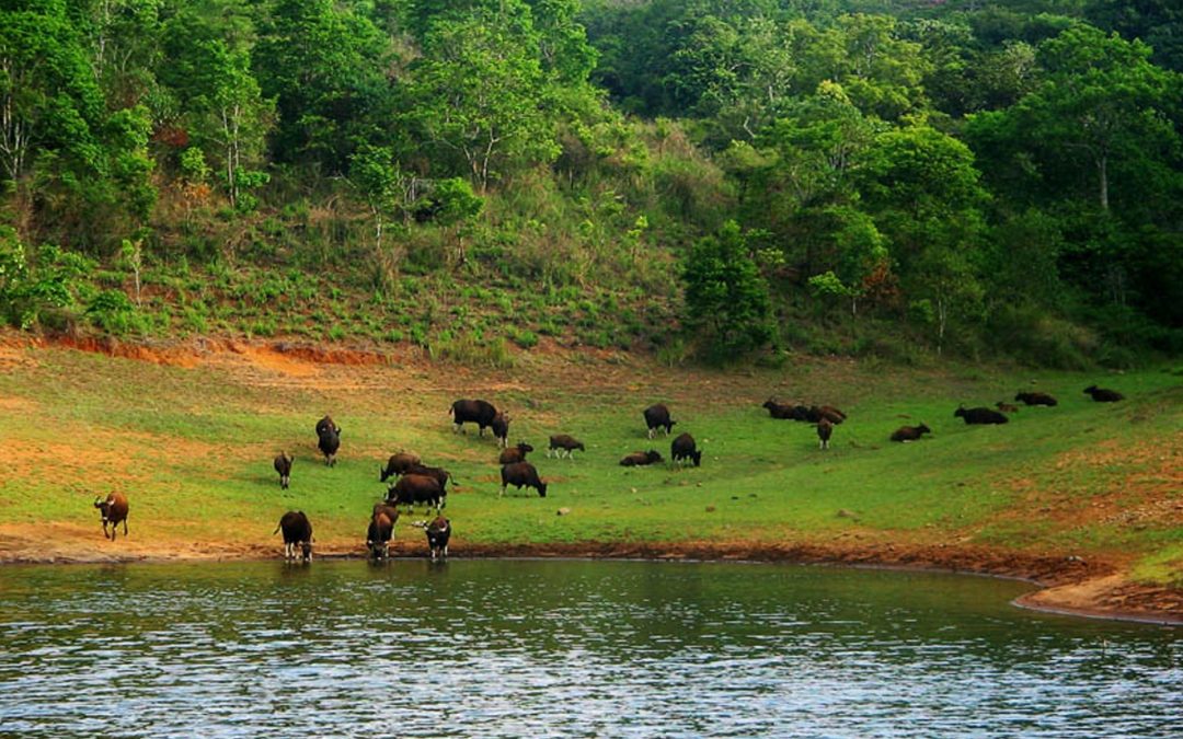 Famous National Parks and Wildlife in Tamil Nadu