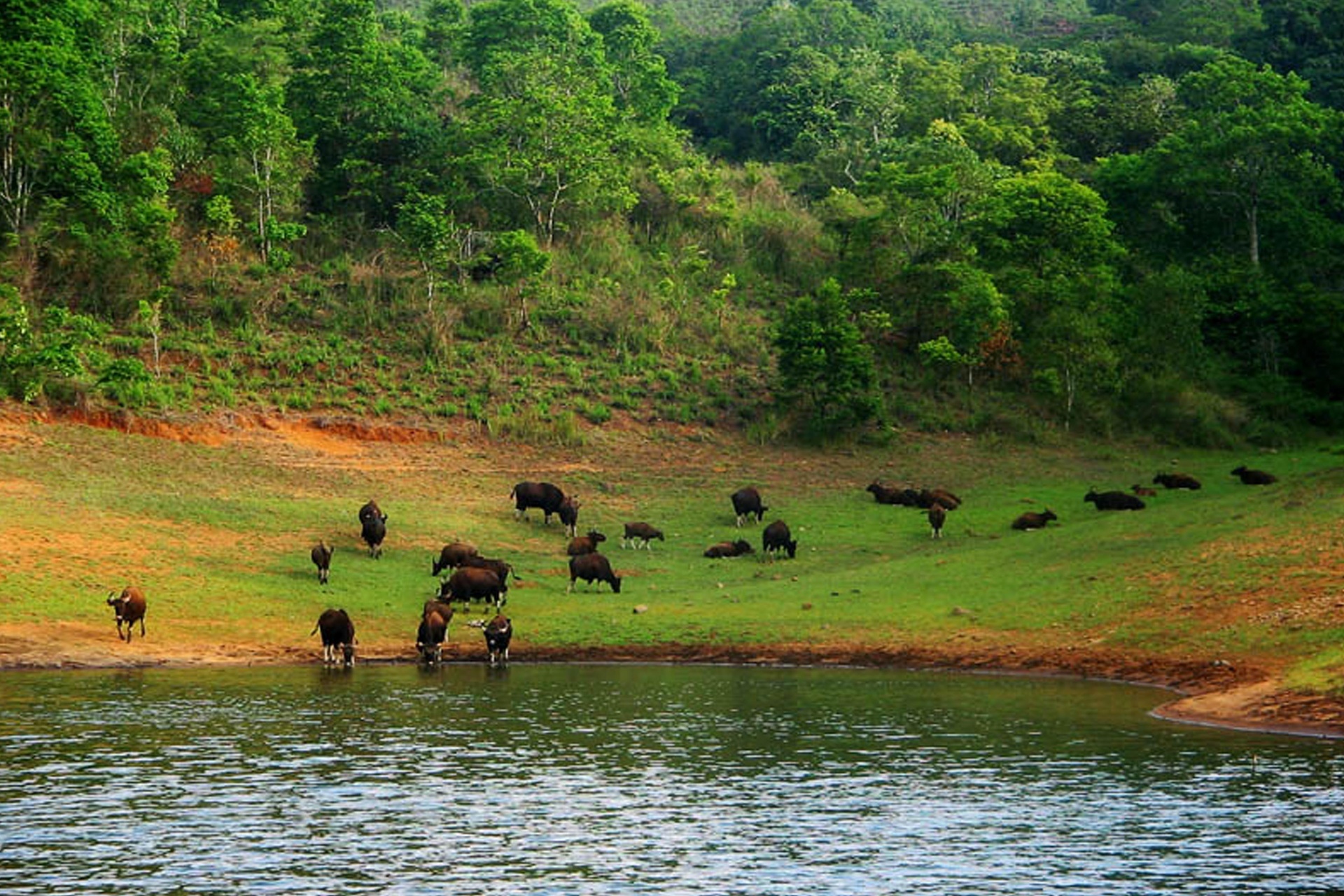 Vallanadu-Wildlife-Sanctuary Vallanadu-Wildlife-Sanctuary