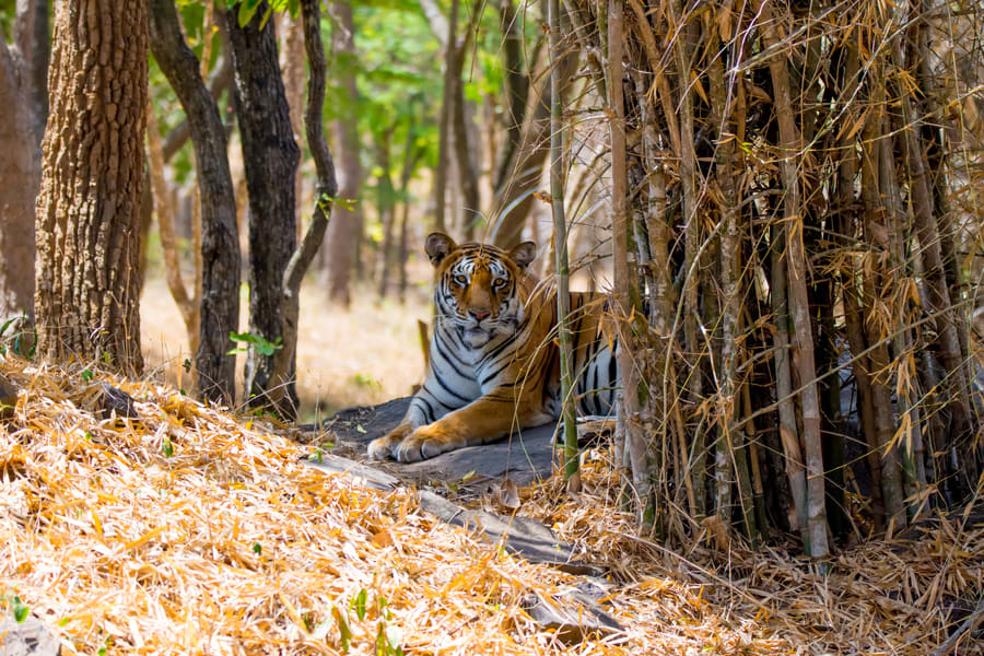 Bannerghatta National Park, Wildlife in Karnataka