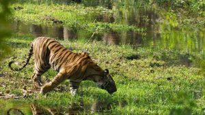 Lobhi Thakurani Temple, Garhsantry, Angul, Odisha Lobhi Thakurani Temple, Garhsantry, Angul, Odisha