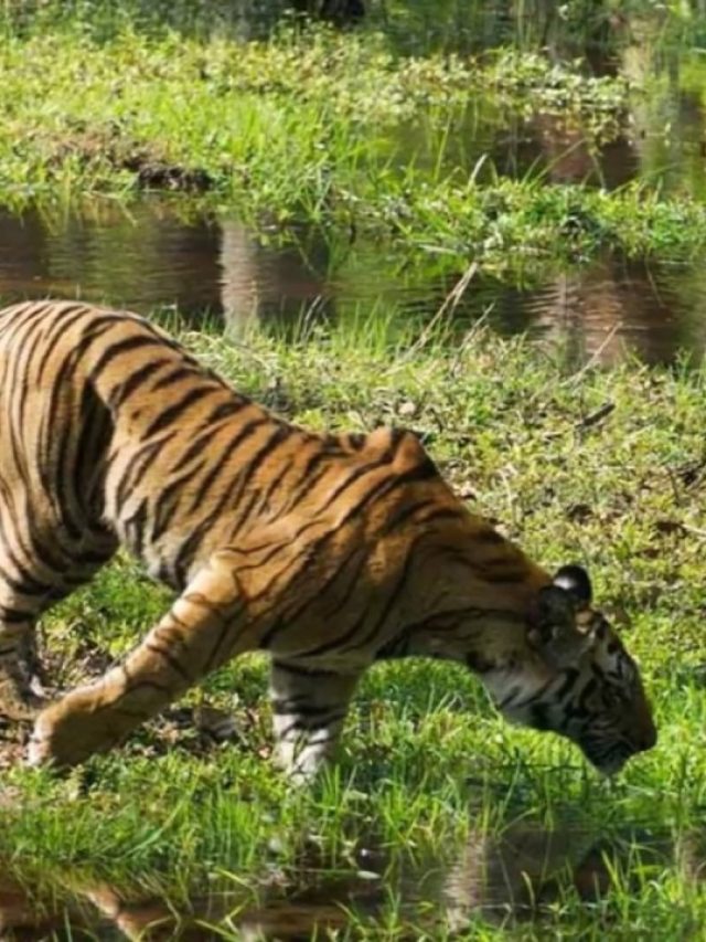 Wildlife Sanctuaries and National Parks of India