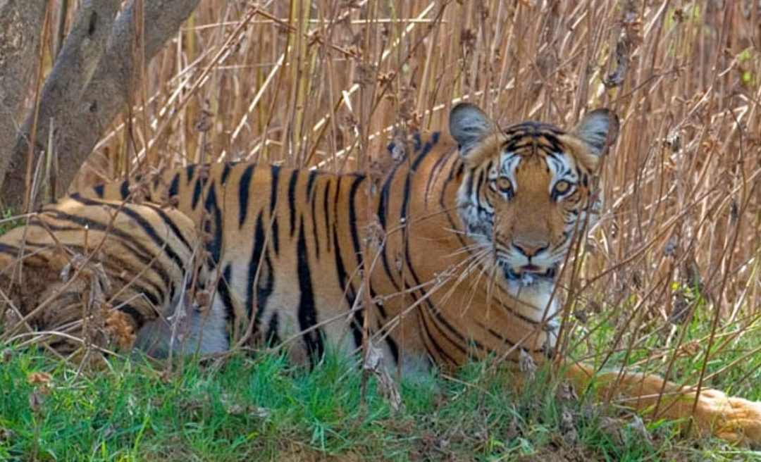 Discover Nagarahole Tiger Reserve, Karnataka, India