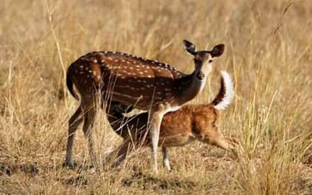 Deer & Zoological Park, Sakhipara, Sambalpur, Odisha