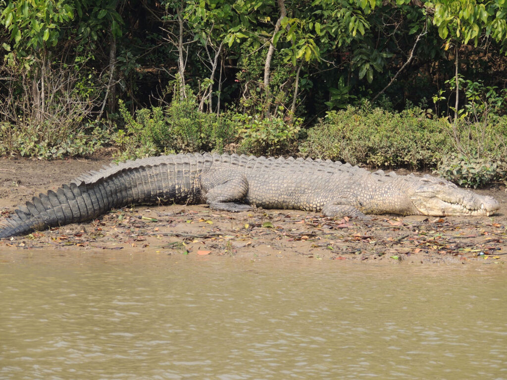 Bhitarkanika National Park