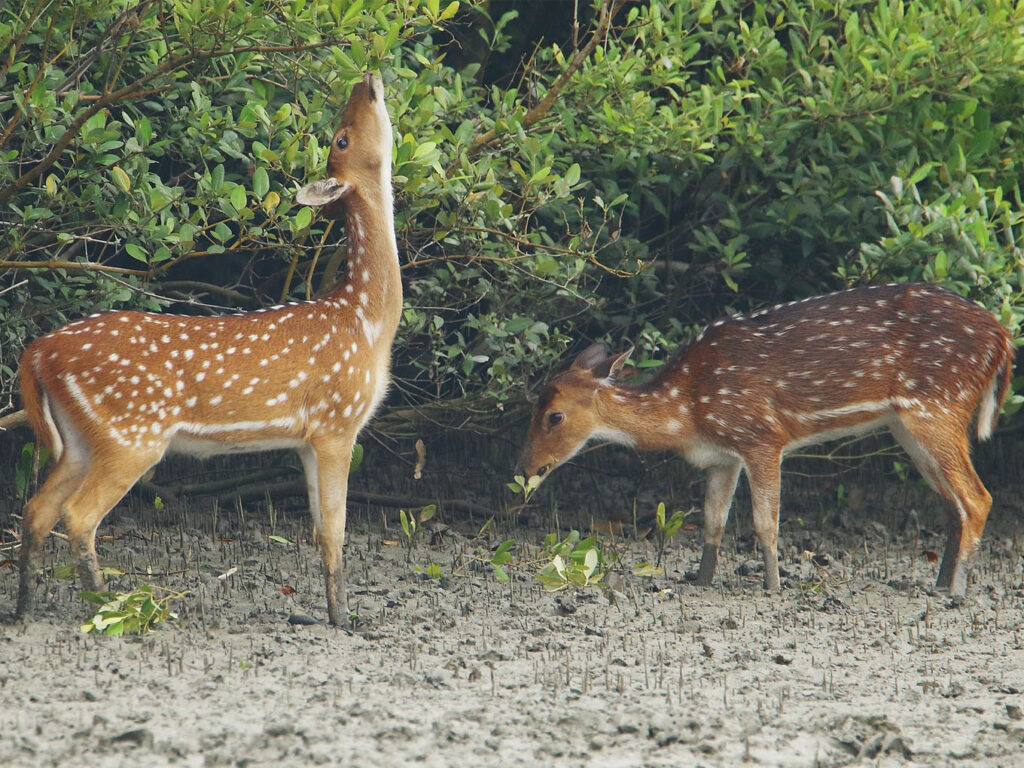 Bhitarkanika National Park