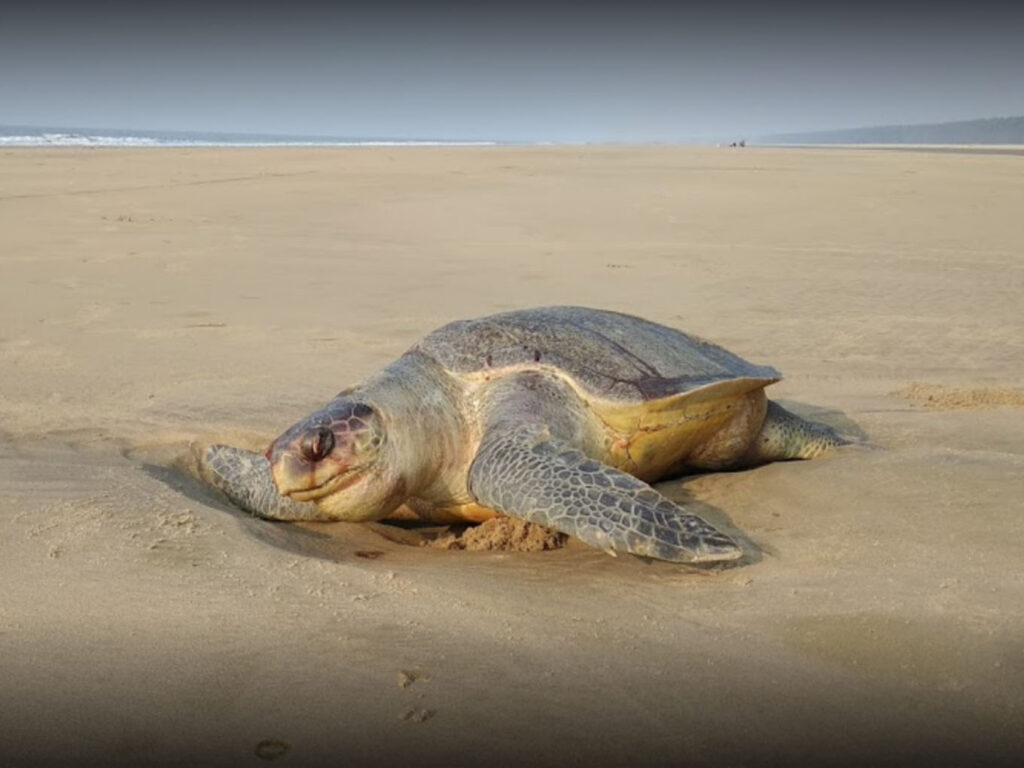 Dagara Sea Beach, Balasore, Odisha