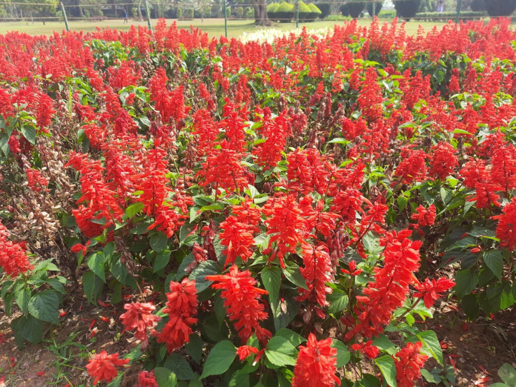 Ekamra Kanan Botanical Gardens, Bhubaneswar, Odisha