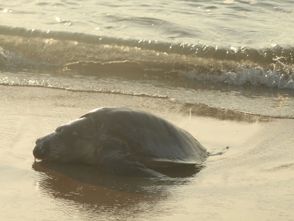 Habalikhati Sea Beach, Nature Camp, Kendrapara, Odisha