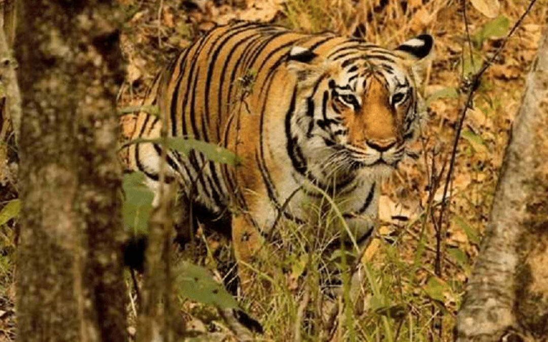 Satkosia Wildlife Sanctuary & Tiger Reserve, Angul, Odisha
