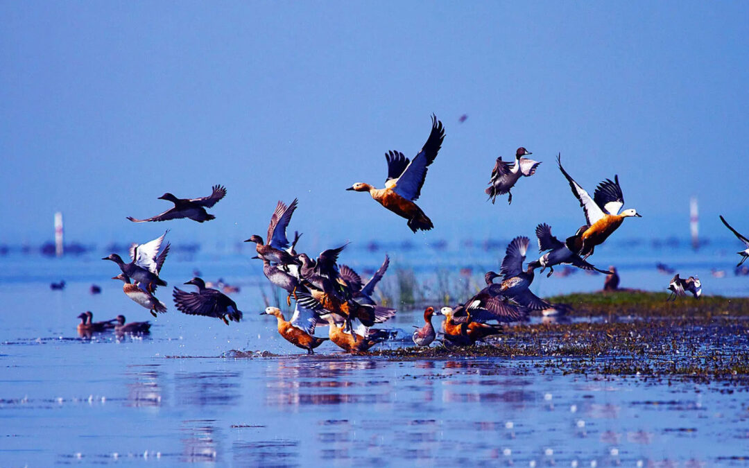 Mangalajodi Bird Sanctuary, Chilika Lake, Khordha, Odisha