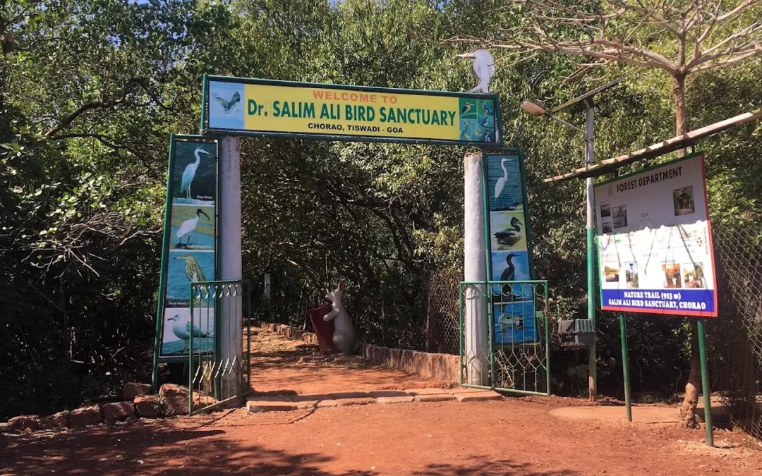 Dr. Salim Ali Bird Sanctuary, Goa (Things to do, Location, Activities, Night Life & Facts)